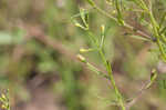 San Antonio false foxglove